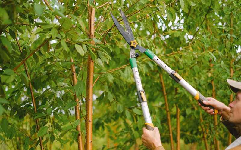 Tree trimming in Ouaquaga, NY