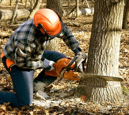 Tree Removal in Ouaquaga, NY